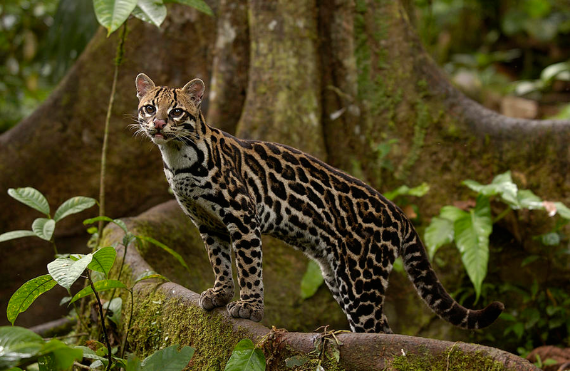 Illustration for article titled Caturday - Leopardus pardalis Edition